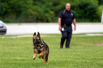 Retired military dogs