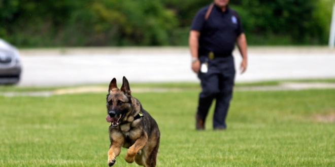 Retired military dogs